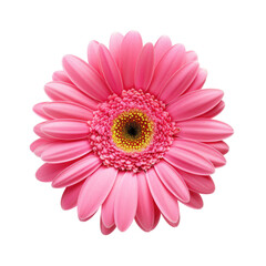 Gerbera Daisy Flower