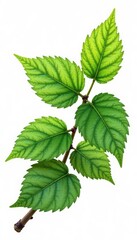 Isolated branch with intricate details and veins, texture, organic