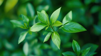 Obraz premium Close up photograph of fresh green leaves on a plant