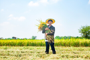 Harvesting rice in a rural field farmer in action agricultural scene vibrant environment outdoor viewpoint