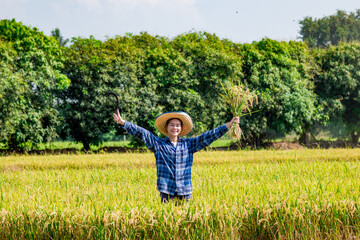 Celebrating harvest rice field human activity rural setting joyful viewpoint agriculture success