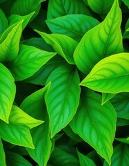 Dense, vibrant green leaves with visible veins and subtle texture, leaves, outdoor