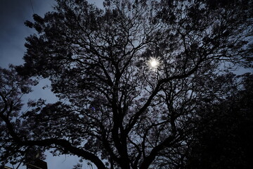 low angle view of our Beloved Jacaranda