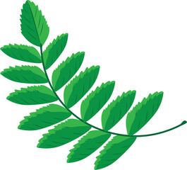 Vector of Mint Leaves attached to stem 