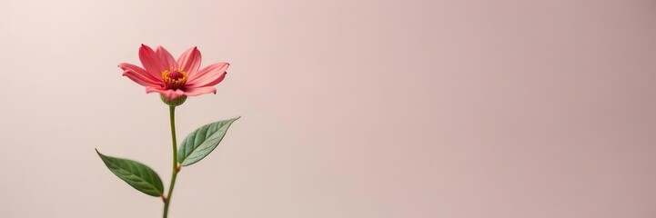 Single stem of a small flowering plant in isolation, blossom, plant