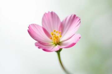 Fototapeta premium Small delicate flower isolated on white background, plant, flowers