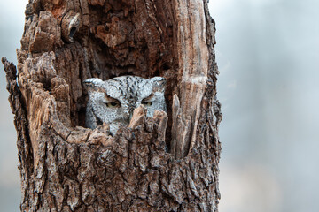 screech owl in a tree hollow