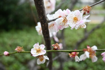 pink cherry blossom