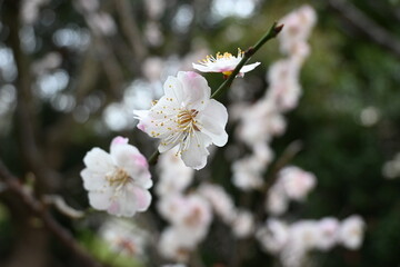 Cherry blossom in Japan