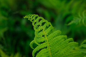 Close-up of a vibrant green fern leaf, showcasing intricate detail and fresh growth in a natural setting.