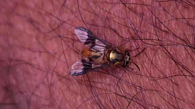 Macro Video of Dangerous fly Sucking Blood from human skin, Dengue Disease, Zika, EEE Virus Parasite Insect Bite