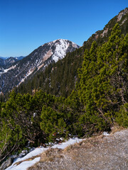 Snow-capped mountain peak rises above lush greenery on a clear day in the wilderness