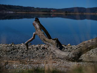 Fototapeta premium Driftwood rests on pebbly shore beside calm lake on a sunny day in serene landscape