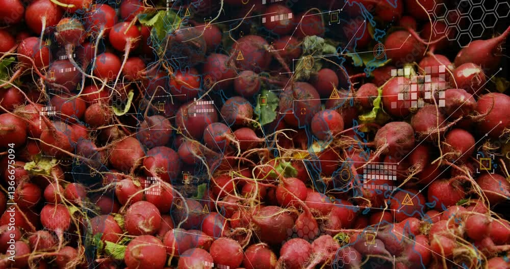 Poster digital data processing animation overlay on radishes piled together in market