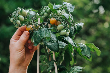 Mini plants for the garden.Potted Cherry tomatoes bush in a pot.Hand plucks cherry tomato from the bush. hand takes a pot with a tomato bush.container vegetable garden.
