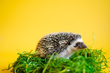  hedgehog on green grass on yellow background. Prickly pet. African white-bellied hedgehog. Cute funny hedgehogs.