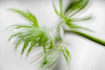Close up of Fresh Green Japanese Maple Leaf