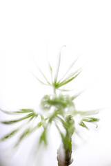 Close up of Fresh Green Japanese Maple Leaf
