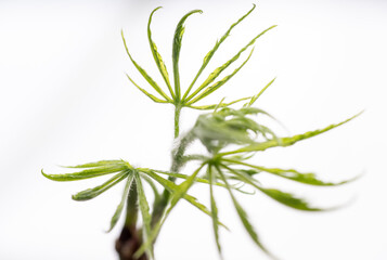 Close up of Fresh Green Japanese Maple Leaf