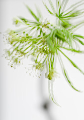 Close up of Fresh Green Japanese Maple Leaf