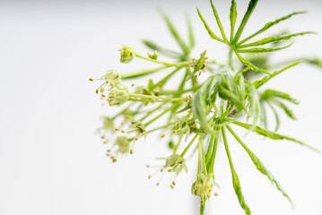 Close up of Fresh Green Japanese Maple Leaf