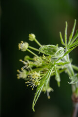 Naklejka premium Close up of Fresh Green Japanese Maple Leaf