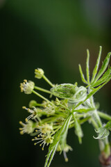 Close up of Fresh Green Japanese Maple Leaf