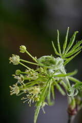 Close up of Fresh Green Japanese Maple Leaf