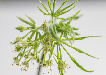 Close up of Fresh Green Japanese Maple Leaf