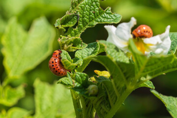 Kartoffelkäferlarven auf einer Kartoffelpflanze