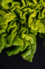 Obraz premium Close up of Young Fresh Green Rhubarb Leaf