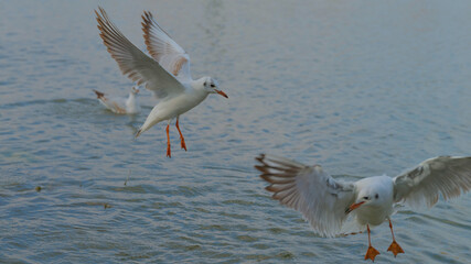 Seagulls soaring above the water with graceful wings in a serene coastal setting during the early...
