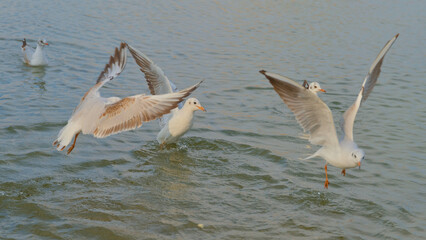 Gulls gracefully flying over calm waters at sunset in a coastal setting