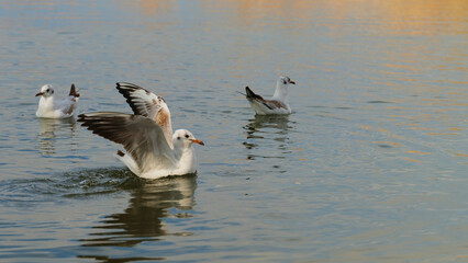 Fototapeta premium Seagulls swimming and playing in calm water during golden hour near the shore
