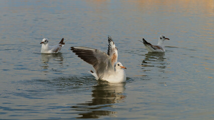 Seagulls gracefully gliding and flapping wings over calm water during sunset