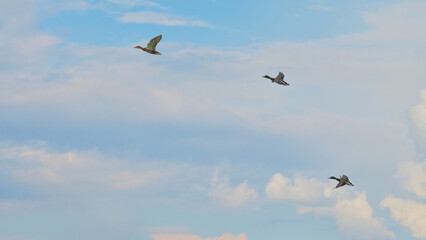 Ducks flying across a clear sky during the late afternoon in a serene natural setting