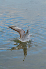 Seagull splashes in calm water while hunting for fish near the shoreline during a bright sunny day