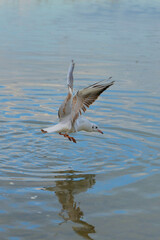 Seagull skims the surface of a serene lake at sunset with gentle ripples creating a mesmerizing reflection