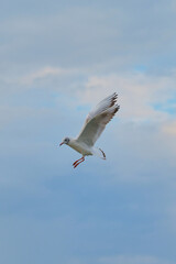 White bird soaring gracefully against a backdrop of soft blue skies with clouds during daylight hours
