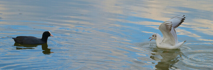 Seagull and moorhen interacting in calm water on a sunny day at a local park
