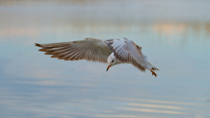 Seagull diving over calm water at sunset reflecting a tranquil atmosphere