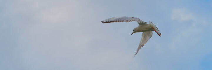 Seagull gracefully soaring through a clear blue sky above coastal waters during a sunny afternoon