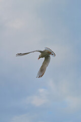 Bird soaring gracefully in a clear blue sky during late afternoon