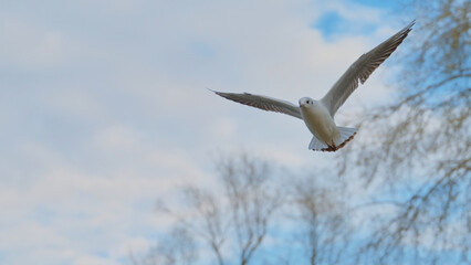 Seagull soaring gracefully in the blue sky above a serene landscape with bare trees