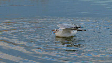Seagull glides across calm water with ripples reflecting the sky at dusk