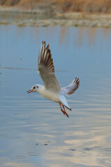 Seagull gracefully flying over calm water at sunset near a tranquil lakeside setting