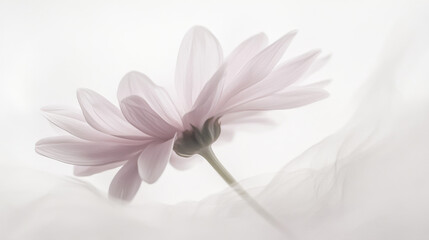 A delicate art composition featuring a soft pink daisy with petals appearing to drift off like whispers in the wind, positioned left of center against a pure white backdrop