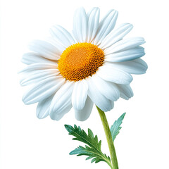 Chamomile Flower: An exquisite close-up of a chamomile flower, showcasing its radiant petals and vibrant yellow center, with fresh green leaves and stem, embodies natural elegance and botanical charm.