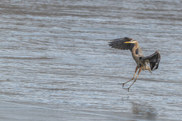 Female northern cardinal perched on a branch.