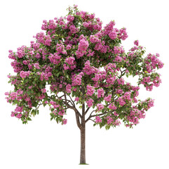PNG Real flower tree flowers illustration botanical.